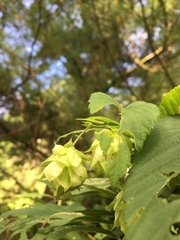 Humulus