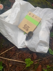 Peromyscus melanotis