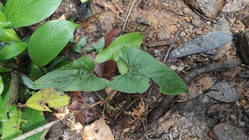 Anthurium sagittatum, photograph 6