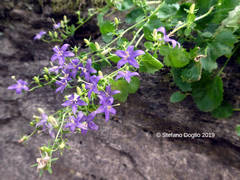 Campanula elatines