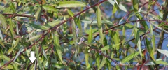 Odonata