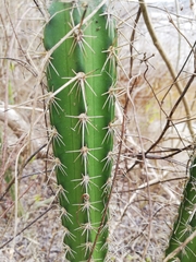 Praecereus euchlorus diffusus