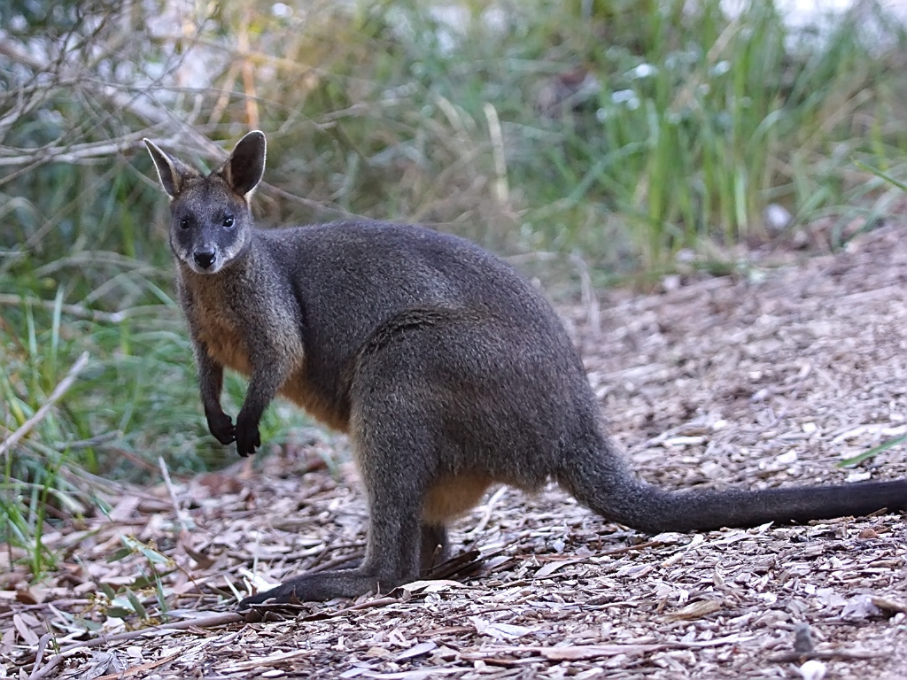 Swamp Wallabies