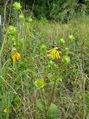 Silphium asteriscus latifolium
