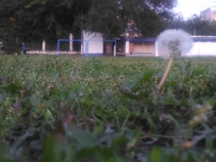 Taraxacum officinale