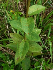 Silphium asteriscus latifolium