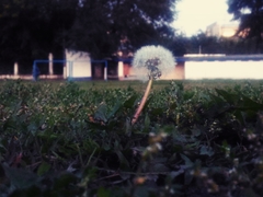 Taraxacum officinale