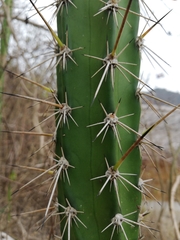 Praecereus euchlorus diffusus