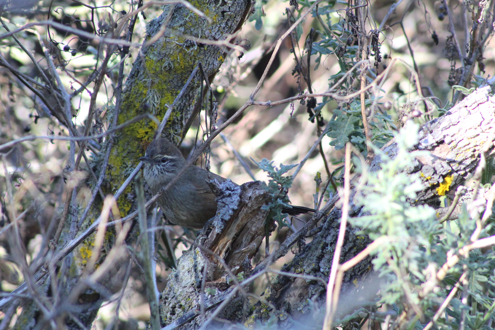 Dusky-tailed Canastero (Pseudasthenes humicola)