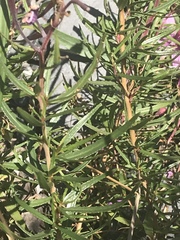 Chamaenerion fleischeri