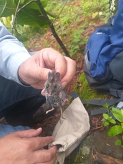 Peromyscus melanotis