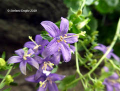 Campanula elatines