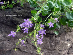 Campanula elatines