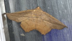 Polyacme dissimilis