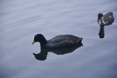 Fulica atra