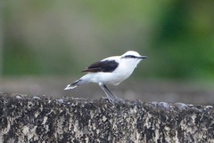 Fluvicola nengeta