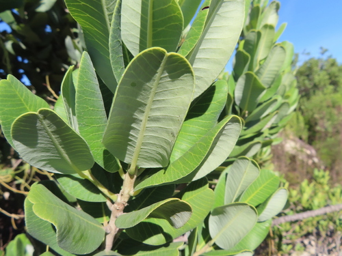 Image of Heeria argentea by (c) linkie, some rights reserved (CC BY)