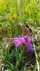 Polyommatus bellargus