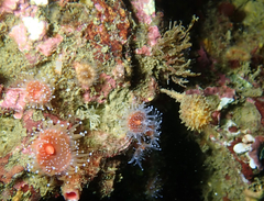Boltenia villosa