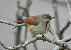 Cichladusa arquata