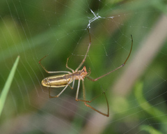 Tetragnatha elongata