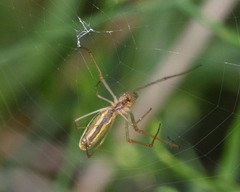 Tetragnatha elongata