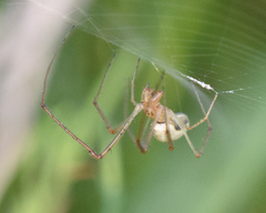 Tetragnatha elongata