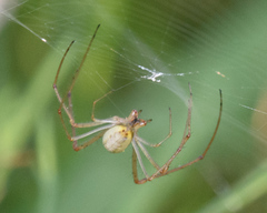 Tetragnatha elongata