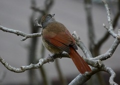 Cichladusa arquata