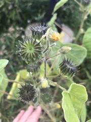 Abutilon theophrasti