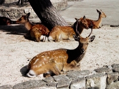 Cervus nippon