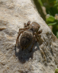 Habronattus coecatus