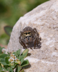 Habronattus coecatus