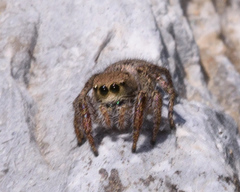 Habronattus coecatus