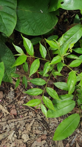 Image of Goupia glabra by (c) Guillaume Delaitre, some rights reserved (CC BY)