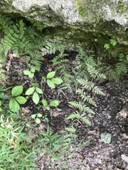 Cystopteris tennesseensis