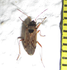 Elasmolomus transversus