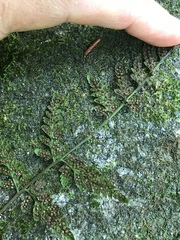 Cystopteris tennesseensis