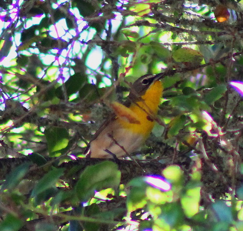 iNaturalist observation photo of Yellow-breasted Chat