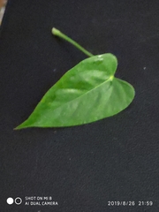 Anthurium andraeanum