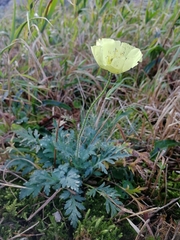 Papaver pseudocanescens