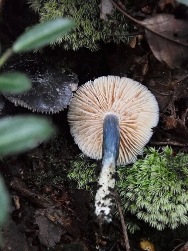 Entoloma cyaneum