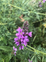 Lythrum salicaria