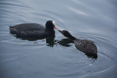 Fulica atra