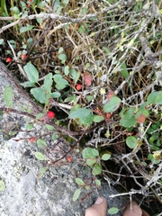 Cotoneaster uniflorus