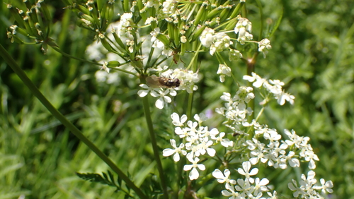 Parsley Blacklet, Nieuwegein, Utrecht, Netherlands, photo 4 of 10
