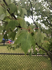 Acer rubrum