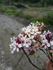 Epidendrum secundum