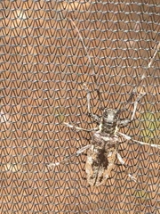 Monochamus maculosus