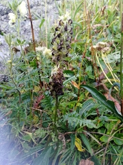Pedicularis compacta